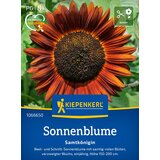 KIEPENKERL Sončnica "žametna kraljica" - 1 pkt. cene
