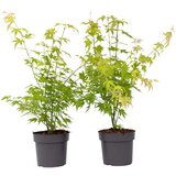 Plant in a Box japonski javor - 2 kos - acer palmatum 'orange dream' - višina 60-70cm - ⌀19cm, (21757583) Cene