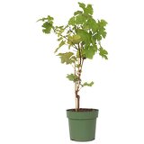 Plant in a Box vinska trta - vitis vinifera 'himrod' - višina 60-75cm - ⌀21cm, (21757418) Cene