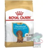 Breed Dachshund Puppy - 1,5 kg