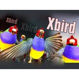  Xbird Steam Key GLOBAL | ePonuda.com