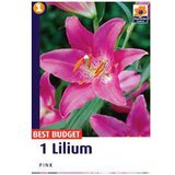  Ljiljan A1 Pink 14/16 AG Cijene