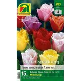 AUSTROSAAT Tulipani "Fringed Mix" | Shoptok.si