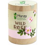 Feel Green Pflanzy "divja vrtnica" | Shoptok.si