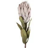Veštačko cveće Protea 789508, 61 cm
