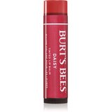 Burt’s Bees Tinted Lip Balm balzam za ustnice odtenek Daisy 4.25 g Cene