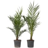 Plant in a Box kanarski datljevec - 2 kos - phoenix canariensis - višina 80-100cm - ⌀19cm, (21757496) cene
