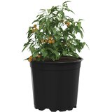  Lonac za cvijeće 50 pcs Crna Ø 15 x 13 cm Plastika | shoptok.hr
