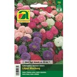 AUSTROSAAT Aster "liliput-mešanica" Cene