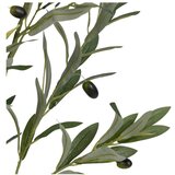 Ixia Umetna oljka (višina 110 cm) – | Shoptok.si
