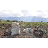 Agrovelebit Lički krumpir Žuti 10 kg | shoptok.hr