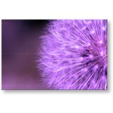  Slike na platnu cveće (moderne slike na platnu) | ePonuda.com