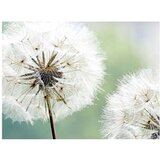  Tapeta - Two dandelions 400x309 | shoptok.hr