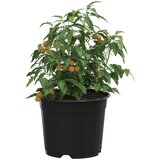  Lonac za cvijeće 50 pcs Crna Ø 15 x 12.5 cm Plastika | shoptok.hr