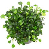 Rainforest Marsilea hirsuta | ePonuda.com