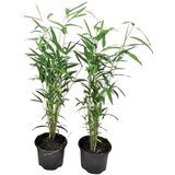 Plant in a Box bambus - 2 kos - fargesia papyrifera 'blue dragon' - višina 30-40cm - ⌀13cm, (21757677) Cene