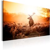  Slika - Deer in the Sun 120x80 Cijene