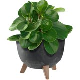 KADAX cvetlični lonec 24 cm pokrov + vstavljive noge plutovinasti sadilnik črne barve, (5000353308) | Shoptok.si