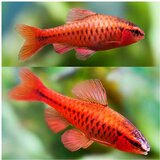 Akvarijum Centar puntius titteya | ePonuda.com