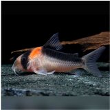 Akvarijum Centar Corydoras duplicareus | ePonuda.com