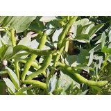 Kokopelli Bio bob „Aquadulce“ - 100 g | Shoptok.si