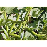 Bio bob „Aquadulce“ - 100 g