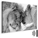  Slika - Lion\'s Love 90x60 Akustična | shoptok.hr