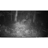 OXE Lovska kamera Viper in klasični daljnogled FOMEI 7-21X40 ZCF Zoom + 32GB SD kartica, 4 baterije in stojalo! | Shoptok.si