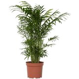 Plant in a Box gorska palma - chamaedorea elegans - višina 50-60cm - ⌀17cm, (21757901) Cene