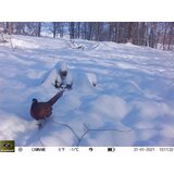 Keepguard KG795W kamera za lov i klasični dvogled FOMEI 7-21x40 ZCF Zoom + 32GB SD kartica i 8 baterija! | shoptok.hr