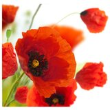  Tapeta - Poppies on the wihite background 300x231 | shoptok.hr