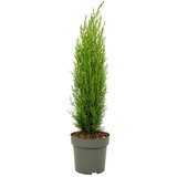 Plant in a Box vednozelena cipresa - cupressus sempervirens 'totem' - višina 60-80cm - ⌀19cm, (21757796) | Shoptok.si