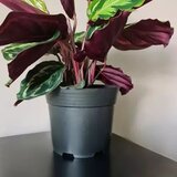 Gardlov plastične posude za sadnice 2 l, set od 500 kom. | shoptok.hr