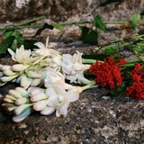 Gucci Bloom parfemska voda za žene 30 ml | shoptok.hr