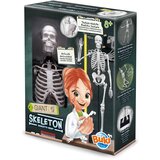  skelet – buki | ePonuda.com