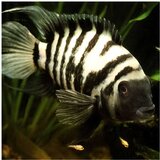 Akvarijum Centar Convict cichlid | ePonuda.com