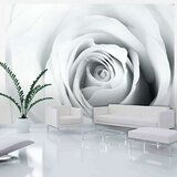  Tapeta - Rose charade 250x175 | shoptok.hr