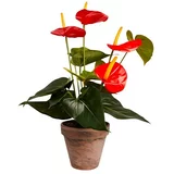  Umjetna biljka Anturij (Visina: 40 cm, Crvene boje, Plastika)