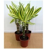  Dracena fr. Golden Coast x8 | Eponuda.ba
