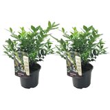 Plant in a Box sarkokoka - 2 kos - sarcococca 'confusa' - višina 30-40cm - ⌀17cm, (21757514) Cene