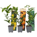 Plant in a Box mešanica citrusov - 3 kos - citrus limon - višina 25-40cm - ⌀9cm, (21757750) Cene