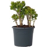 Plant in a Box okroglolistna tolstolistnica - crassula ovata 'minor' - višina 60-65cm - ⌀30cm, (21758132) Cene