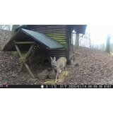 OXE lovska kamera gepard + 32 gb sd kartica, 4 baterije in stativ brezplačno! | Shoptok.si
