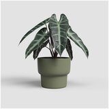 Artevasi Keramičen ročno poslikan cvetlični lonec ø 20 cm Echo – | Shoptok.si