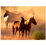  Tapeta - Wild horses of the steppe 350x270 | shoptok.hr