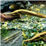 Akvarijum Centar Farlowella acus - Farlowella | ePonuda.com