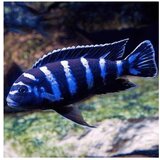 Akvarijum Centar Demasoni cichlid | ePonuda.com