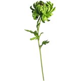  Rezano cvijeće krizantema 69 cm zelena Cijene