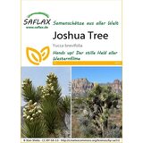 Saflax Jozuetovo drevo Cene