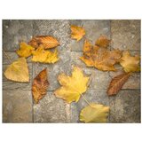  Tapeta - Harbinger of autumn 350x270 | shoptok.hr